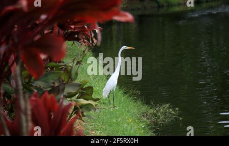 salvador, bahia, brasilien - 29. januar 2021: Der Weißreiher (ardea alba) wird am Ufer des Doro de Tororo Sees in der Stadt Salvador gesehen. Stockfoto