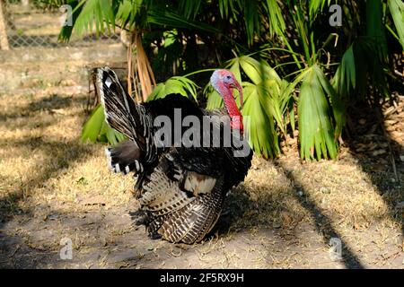 Honduras Copan Ruinen - Wilde türkei - Meleagris galopavo Stockfoto