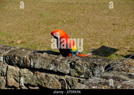 Honduras Copan Ruinas - Scharlachara - Ara macao - Amerikanischer Papagei Stockfoto