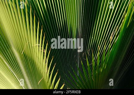 Belize Caye Caulker Island - Palmenblätter Hintergrund Stockfoto