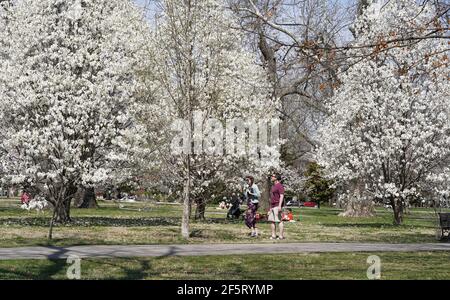 Besucher erhalten einen genaueren Blick auf White Double Mock Orange Bäume im Tower Grove Park, wie die Temperaturen erreichen 81 Grad in St. Louis am Samstag, 27. März 2021. Foto von Bill Greenblatt/UPI Kredit: UPI/Alamy Live News Stockfoto