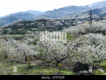 Kirschbäume, die während der Blüte auf traditionellen Bauernhöfen im Valdastillas fotografiert wurden.mit mehr als anderthalb Millionen Kirschbäumen feiert die Extremadura-Region des Jerte-Tals jedes Jahr in der zweiten Märzhälfte das Kirschblütenfest (Fiesta del Cerezo en Flor), Erklärt von nationalem touristischem Interesse. In diesem Jahr wurde es aufgrund der Pandemie-Situation wieder abgesagt und neben der Schließung des regionalen Umkreises gab es mehrere Hospitality Cancellations, da viele Besucher von außerhalb Extremadura sind. (Foto von Gustavo Valiente/SOPA Images/Sipa USA) Stockfoto