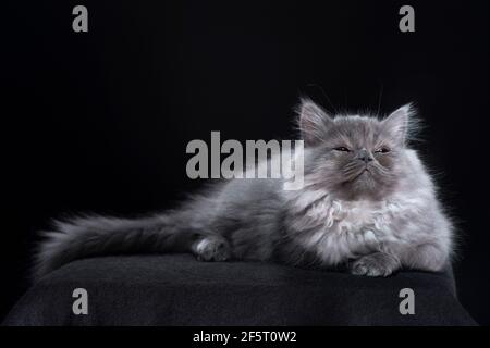 Inhalt suchen flauschig langhaarige graue Kätzchen liegend mit den Augen teilweise geschlossen. Stockfoto