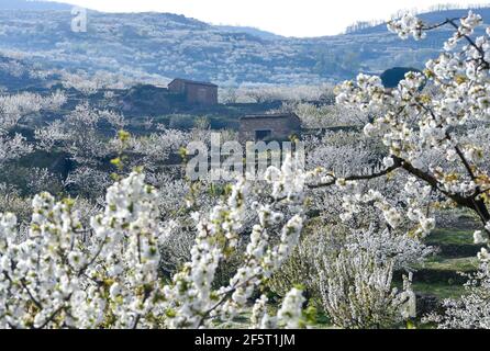 Kirschbäume, die während der Blüte auf traditionellen Bauernhöfen im Valdastillas fotografiert wurden.mit mehr als anderthalb Millionen Kirschbäumen feiert die Extremadura-Region des Jerte-Tals jedes Jahr in der zweiten Märzhälfte das Kirschblütenfest (Fiesta del Cerezo en Flor), Erklärt von nationalem touristischem Interesse. In diesem Jahr wurde es aufgrund der Pandemie-Situation wieder abgesagt und neben der Schließung des regionalen Umkreises gab es mehrere Hospitality Cancellations, da viele Besucher von außerhalb Extremadura sind. Stockfoto