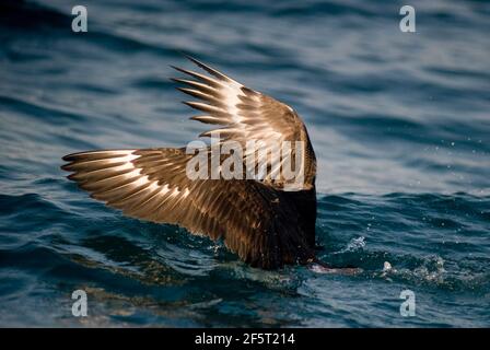 Subantarktische Skua, Stercorarius antarcticus, Flügel beim Fang kleiner Fische, Port St. Johns, Wild Coast, Eastern Cape, Transkei, Südafrika, Stockfoto