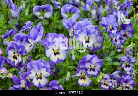 Die Gartenstausenpflanze ist eine Art großblühiger Hybridpflanze In der Sektion Melanie der Gattung Viola Stockfoto