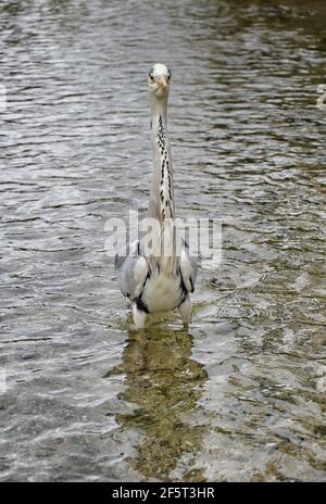 Der Graureiher (Ardea cinerea) ist ein langbeiniger räuberischer Watvogel der Familie der Reiher, Ardeidae Stockfoto