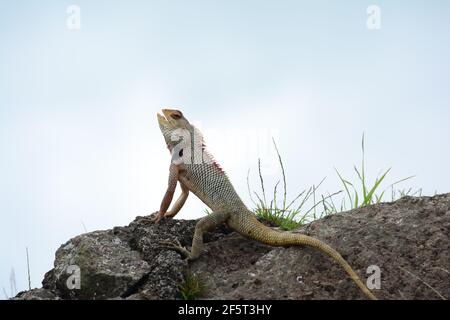 Ein Foto von Oriental Garden Lizard. Dies ist vor allem in Indien und asiatischen Regionen zu finden. Das Foto wurde auf die Verteidigungsmauer einer Festung geklickt. Stockfoto