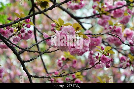 Kirschblüten im Maizuru Park, Fukuoka City, Japan. Stockfoto
