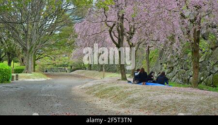 Hanami bedeutet „Blumenbeobachtung“ und kann nur ein Spaziergang im Park sein, aber traditionell findet auch eine Picknick-Party unter den blühenden Bäumen statt. Japan Stockfoto