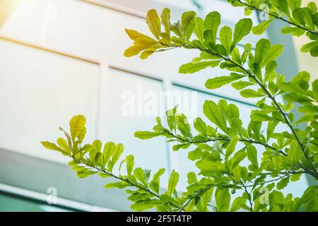 Grüner Baum in städtischen Öko-Stadt Bürogebäude Stockfoto