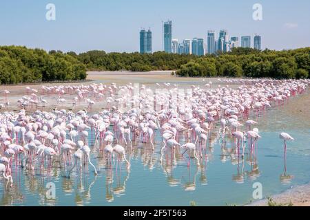 Tausende von Großflamingos (Phoenicopterus roseus) im Ras Al Khor Wildlife Sanctuary in Dubai, watend in der Lagune und angeln, mit Dubai Skyline. Stockfoto