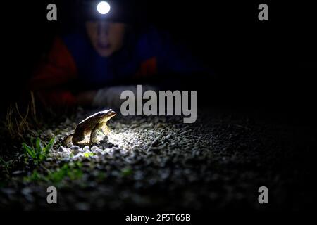 Junge mit einem Scheinwerfer Blick auf Kröte während der Rettungsaktion Stockfoto