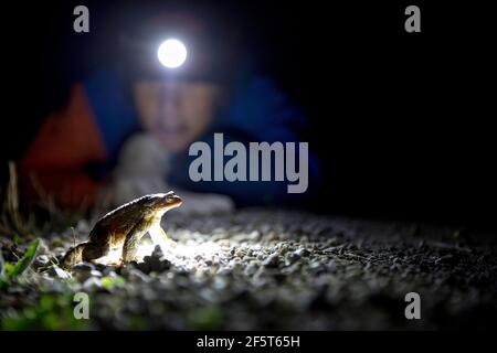 Junge mit einem Scheinwerfer Blick auf Kröte während der Rettungsaktion Stockfoto