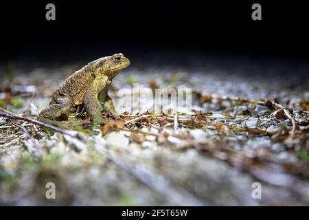 Kröte während des Rettungsvorgangs Stockfoto