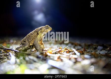 Kröte während des Rettungsvorgangs Stockfoto