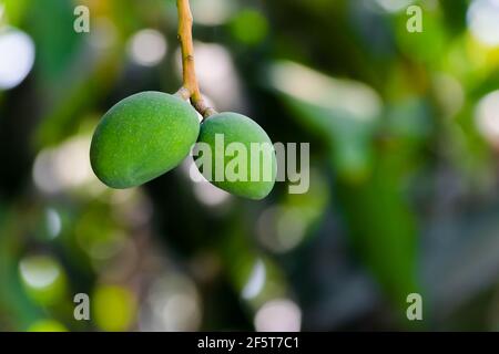 Indische ungereizte kleine Mangos, die während der Sommersaison am Zweig des Baumes hängen. Selektiver Fokus verwendet. Stockfoto