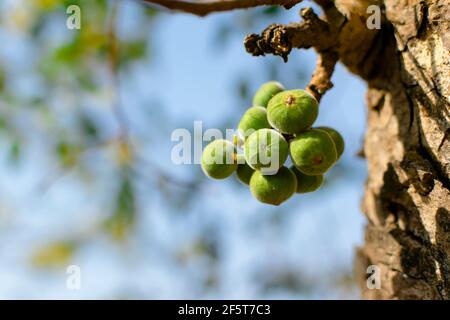 Die Gruppe der unreifen Früchte des Ficus racemosa auch allgemein bekannt als Cluster Feigenbaum. Selektiver Fokus verwendet. Stockfoto