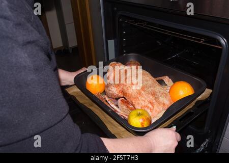 Braten Sie Gans gefüllt mit gebackenen Äpfeln und Orangen in einer Pfanne, die in einem Ofen geschoben wird, festliche Weihnachtsrezept. Draufsicht mit Kopierbereich. Stockfoto