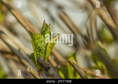 Makro Foto von Hortensia Junge Blätter zwischen Stielen. An Sonnigen Tagen Stockfoto