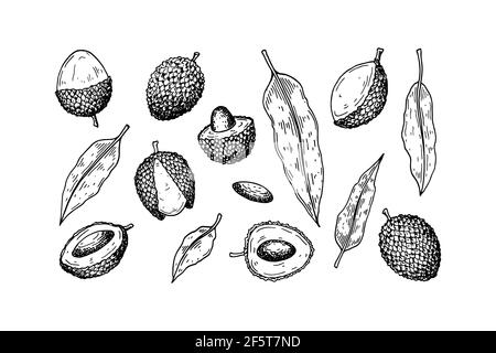 Set von Hand gezeichneten Litschi Früchte und Blätter isoliert auf weißem Hintergrund. Vektorgrafik im Detail Skizze Stil Stock Vektor