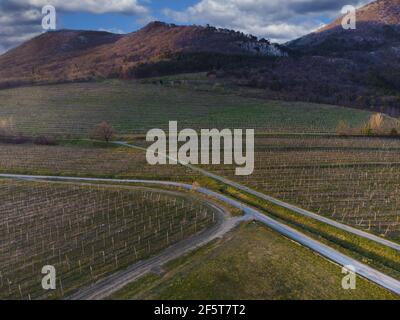 Luftaufnahme von vielen Möglichkeiten in Weinbergen vor Sonnenuntergang. Straßen für den Zugang zu Weinbergen. Stockfoto