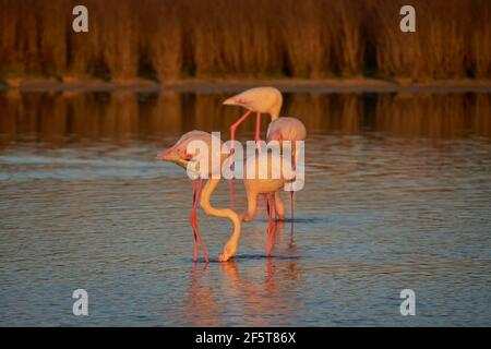 Gemeiner Flamingo oder rosa Flamingo (Phoenicopterus roseus) im Naturschutzgebiet der Fuente de Piedra Lagune in Malaga. Andalusien, Spanien Stockfoto