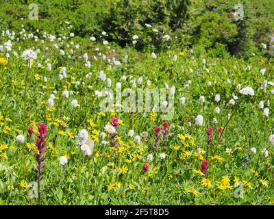 Subalpine Wiesenwildblumen im Juli, Mount Rainier National Park, Staat Washington, USA Stockfoto