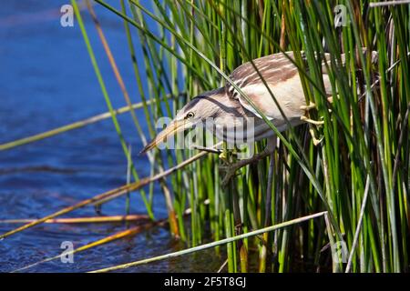 Kleine Bittern (Ixobrychus minutus) Erwachsene Weibchen, im Schilf thront, Angeln, Untermooren, St Mary's, Isles of Scilly, England, Großbritannien. Stockfoto