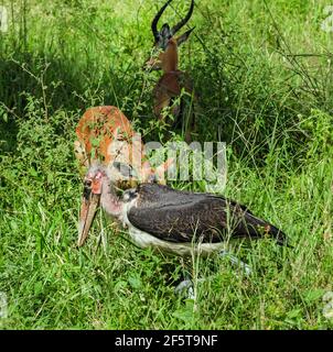 Echte erstaunliche Vogel afrikanischen marabou im Tag sonnigen leichten Gras Stockfoto