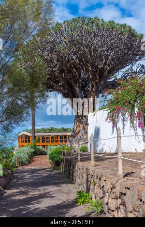 1000 Jahre alter Drago Baum in Icod de los Vinos, Teneriffa, Kanarische Inseln, Spanien. Stockfoto