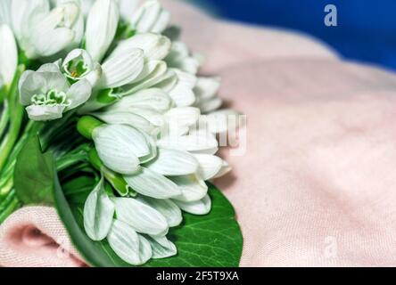 Echte hübsche Frühling weißen Blüten von kleinen Schneeglöckchen auf weich Rosa Hintergrund Stockfoto