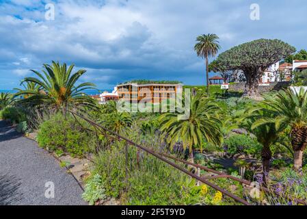 1000 Jahre alter Drago Baum und Kirche von Mayor de San Marcos in der Altstadt von Icod de los Vinos, Teneriffa, Kanarische Inseln, Spanien. Stockfoto