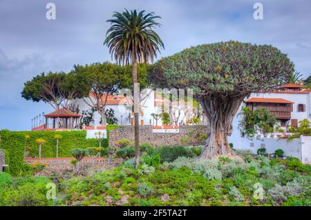 1000 Jahre alter Drago Baum und Kirche von Mayor de San Marcos in der Altstadt von Icod de los Vinos, Teneriffa, Kanarische Inseln, Spanien. Stockfoto