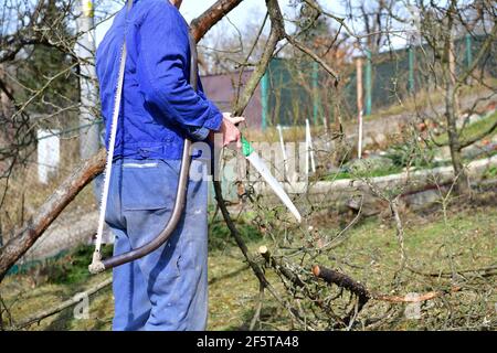 Die traditionelle Art, Obstbäume im Frühling zu beschneiden Im Garten Stockfoto