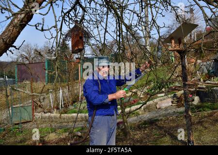 Die traditionelle Art, Obstbäume im Frühling zu beschneiden Im Garten Stockfoto