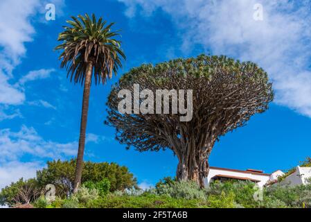 1000 Jahre alter Drago Baum in Icod de los Vinos, Teneriffa, Kanarische Inseln, Spanien. Stockfoto