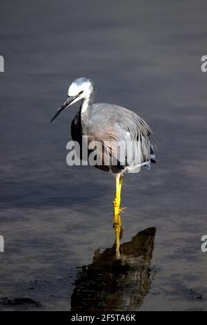 Neuseeländischer Weißgesichtenreiher (Egretta novaehollandiae) Fütterung in Flachwasser Stockfoto