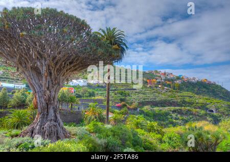 1000 Jahre alter Drago Baum in Icod de los Vinos, Teneriffa, Kanarische Inseln, Spanien. Stockfoto