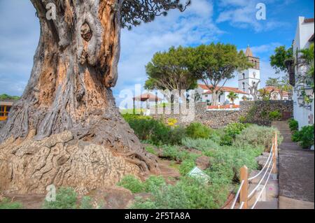 1000 Jahre alter Drago Baum und Kirche von Mayor de San Marcos in der Altstadt von Icod de los Vinos, Teneriffa, Kanarische Inseln, Spanien. Stockfoto