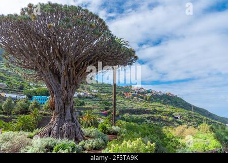 1000 Jahre alter Drago Baum in Icod de los Vinos, Teneriffa, Kanarische Inseln, Spanien. Stockfoto