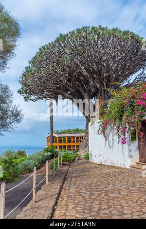 1000 Jahre alter Drago Baum in Icod de los Vinos, Teneriffa, Kanarische Inseln, Spanien. Stockfoto