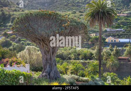 1000 Jahre alter Drago Baum in Icod de los Vinos, Teneriffa, Kanarische Inseln, Spanien. Stockfoto