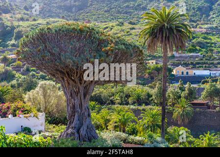 1000 Jahre alter Drago Baum in Icod de los Vinos, Teneriffa, Kanarische Inseln, Spanien. Stockfoto