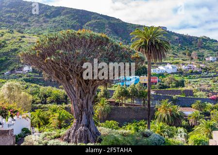 1000 Jahre alter Drago Baum in Icod de los Vinos, Teneriffa, Kanarische Inseln, Spanien. Stockfoto