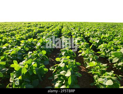 Wachsende grüne Sojabohnen Pflanze auf dem Feld. Sojaplantage auf weißem Hintergrund. Stockfoto