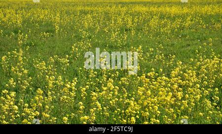 Auf dem grünen Rasen macht die Frühjahrssaison viel aus Gelbe Blüten wachsen Stockfoto