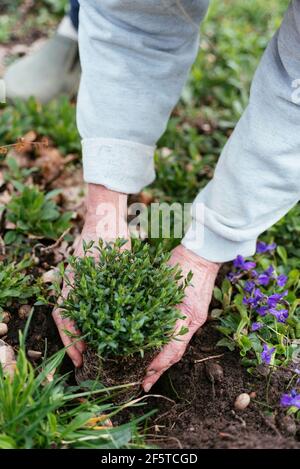 Gärtner Pflanzen Bergsandkraut (Arenaria montana). Stockfoto