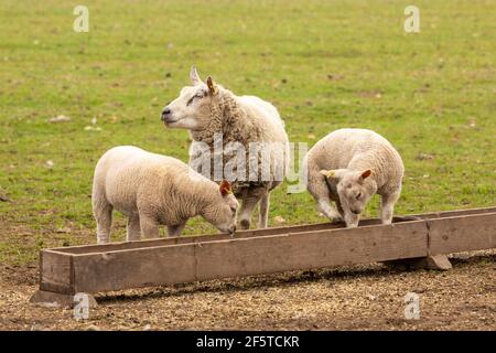 Schafe und Lämmer füttern an einem Trog. Mutter Schafe mit ihren zwei gut ausgewachsenen Lämmern. Ein Lamm steht im Futtertrog. Frühling. Keine Personen. Stockfoto