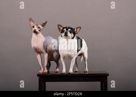 Katze und Hund zusammen vor grauem Hintergrund, Kanadier Sphynx, chihuahua Stockfoto